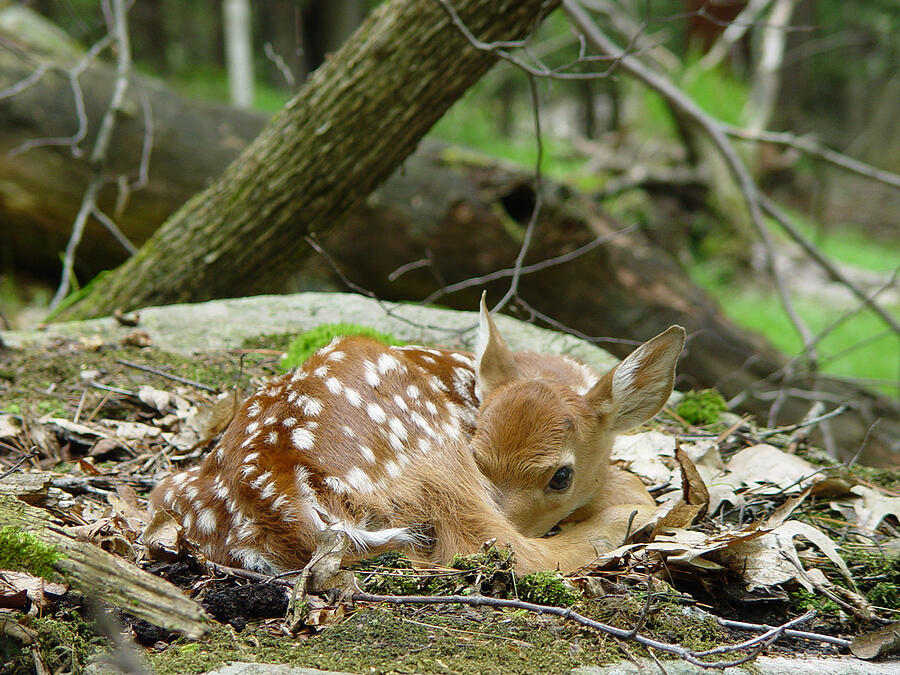 Deer Photograph - Spring Baby - White Tailed Fawn Resting by Ian McAdie