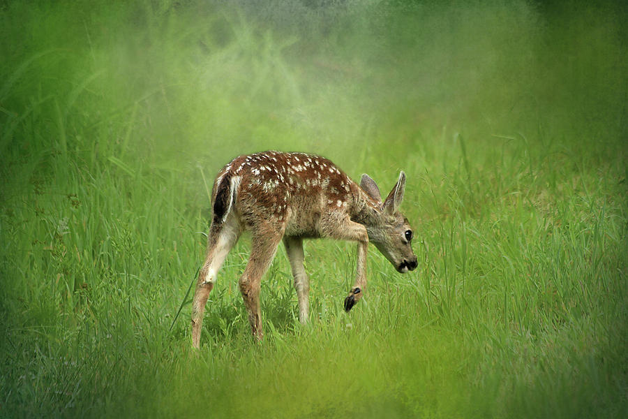 Spring Photograph - Spring Fawn by Morgan Wright