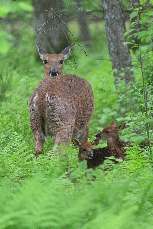 Spring Fawns Photograph by Nancy Dunivin