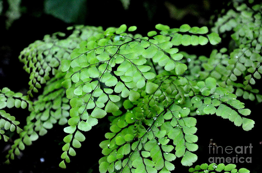 Spring Fern Photograph by Tatyana Searcy