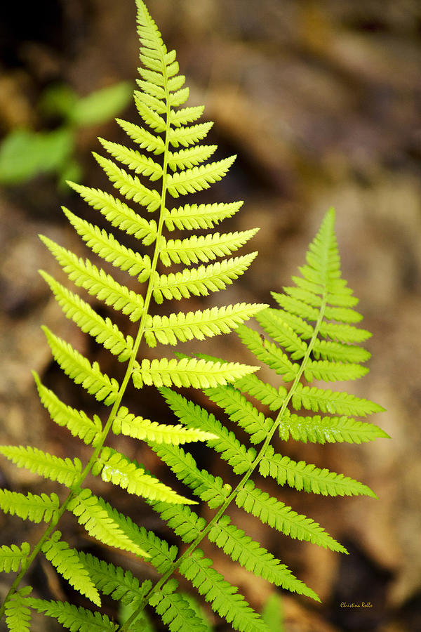Spring Ferns Photograph by Christina Rollo