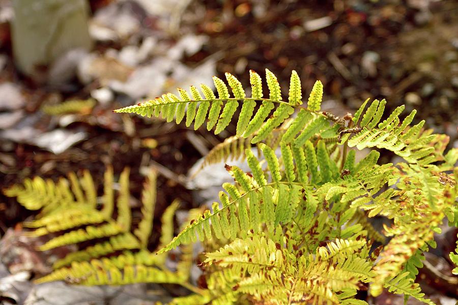 Spring Ferns Photograph by Jerry Sodorff