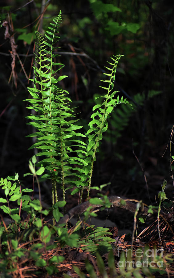 Spring Ferns Photograph by Skip Willits