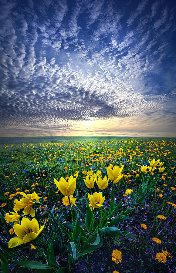 Flower Photograph - Spring Fever by Phil Koch