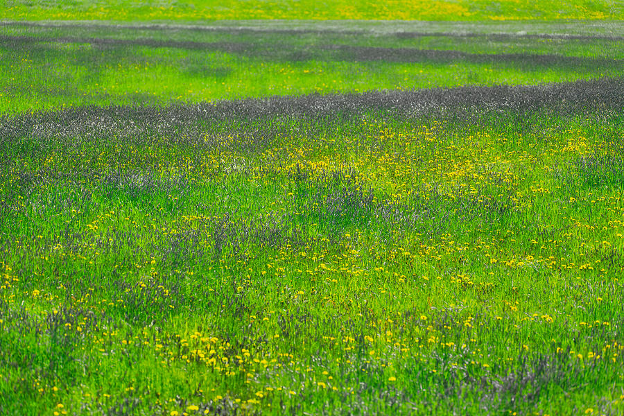 Spring Field Colours  Photograph by Irwin Barrett