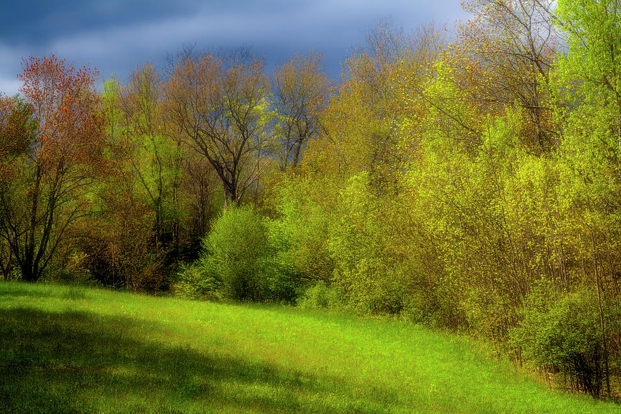 Spring Field Edge Impression #1 Photograph by Irwin Barrett