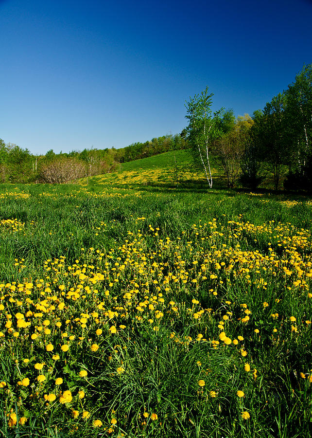 Spring Field Photograph by Edward Myers
