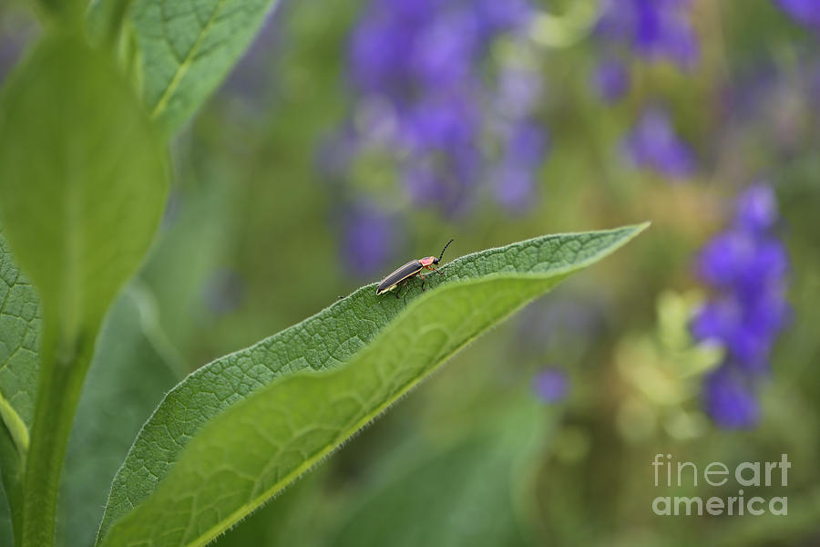 Spring Firefly Photograph by Rachel Morrison
