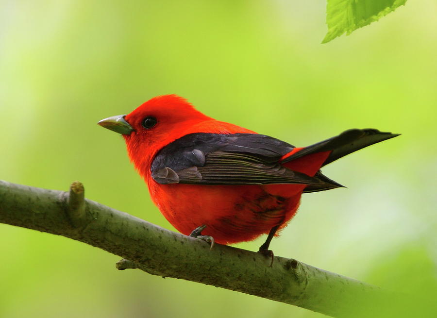 Spring Flame - Scarlet Tanager Photograph by Bruce J Robinson