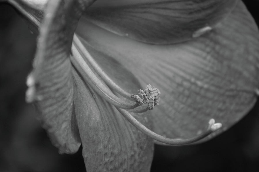 Spring Fling - BW Photograph by Pamela Critchlow