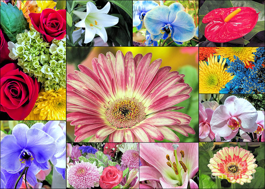 Spring Floral Collage  Photograph by Janice Drew