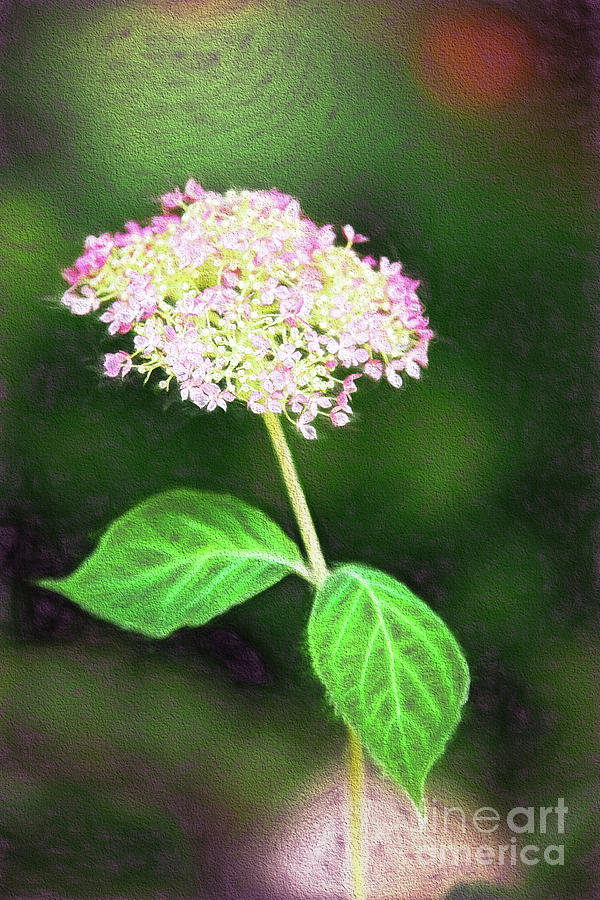 Spring Floral Hydrangea Mixed Media by Sharon McConnell
