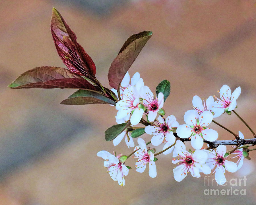 Spring Floral Photograph by Janice Drew