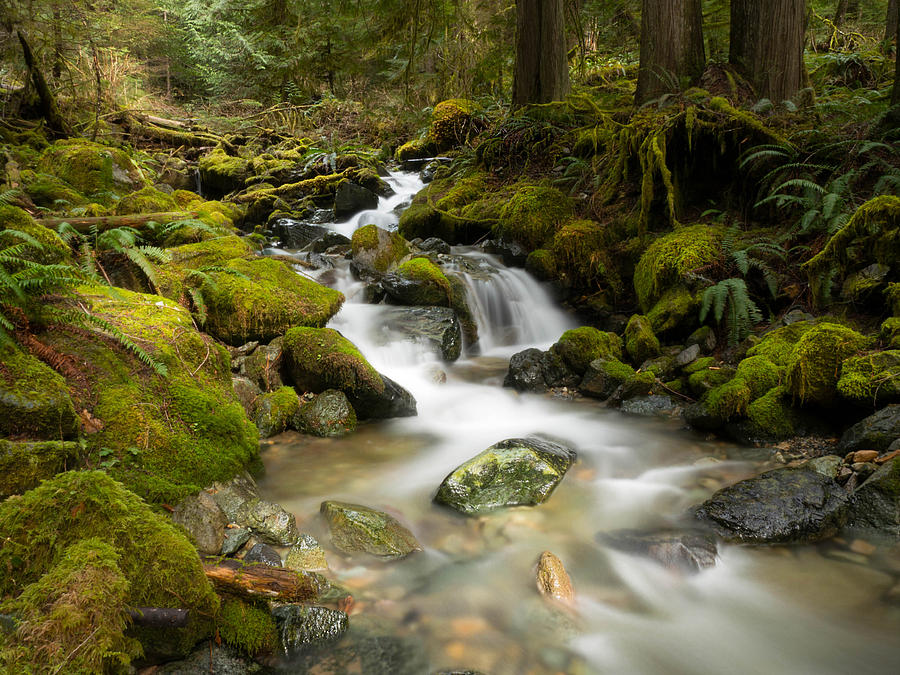 Spring Flow Photograph by Todd Sarah Ivanhoe - Pixels