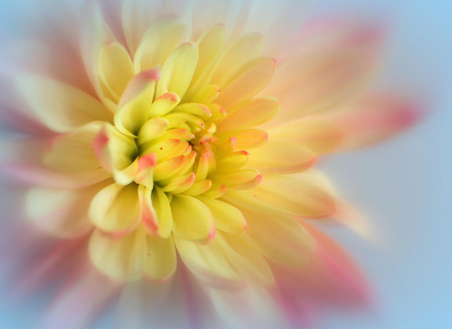 Spring Flower-1 Photograph by Nina Bradica