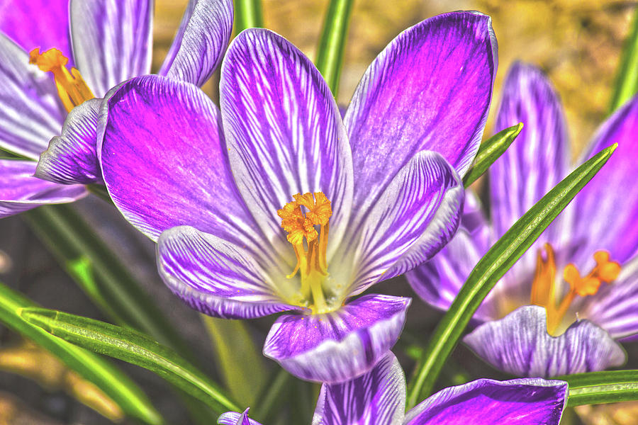 Spring Flower 2 Digital Art by David Stasiak