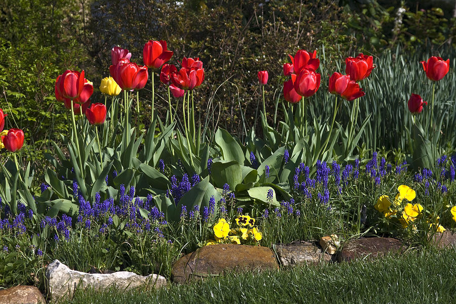 Nature Photograph - Spring Flower Bed by Sally Weigand