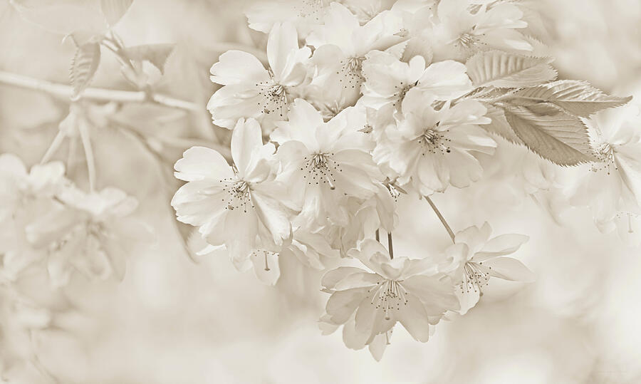 Spring Flower Blossoms Soft Brown Photograph by Jennie Marie Schell