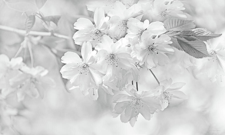 Spring Flower Blossoms Soft Gray Photograph by Jennie Marie Schell