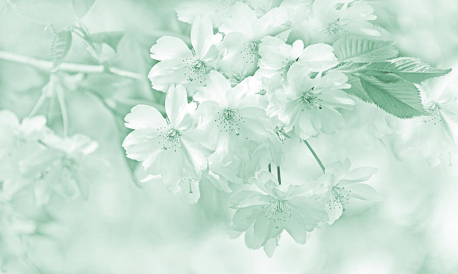 Spring Flower Blossoms Teal Photograph by Jennie Marie Schell