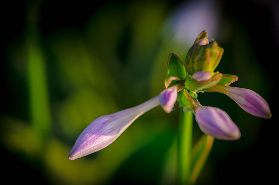 Spring Flower Buds Photograph by Bruce Pritchett