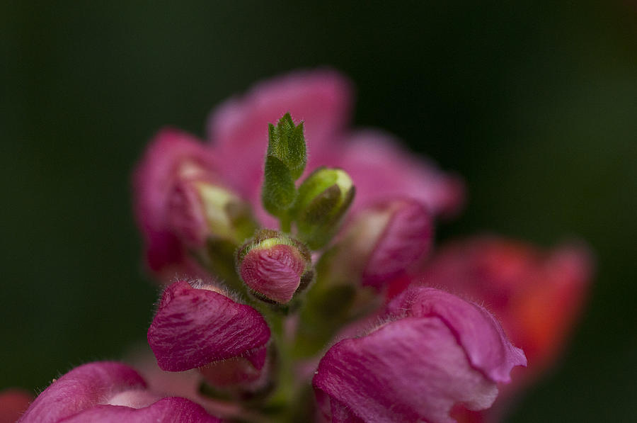 Spring Flower Buds Photograph by Wilma  Birdwell