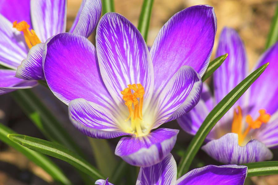 Spring Flower Photograph by David Stasiak