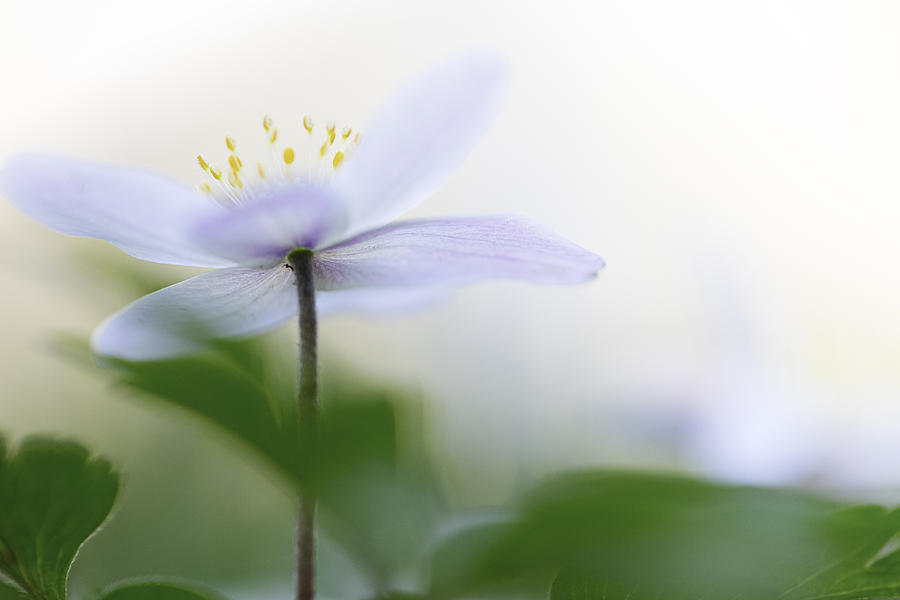 Spring Flower Fragility Photograph by Dirk Ercken
