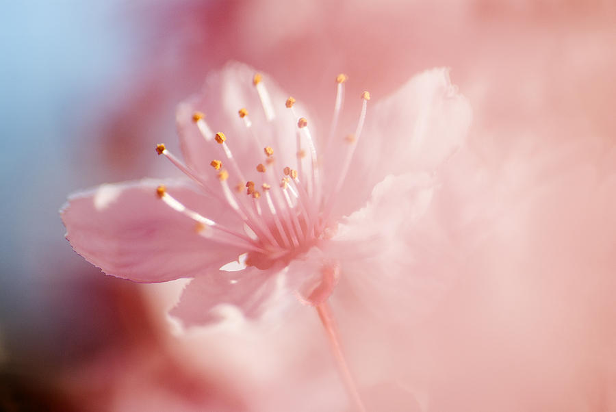 Spring flower impression Photograph by Vishwanath Bhat