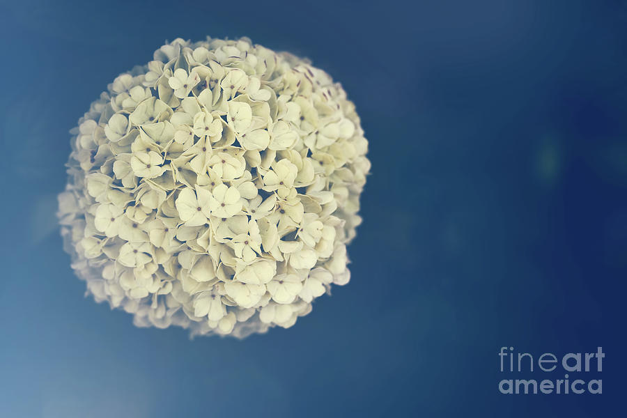 Spring flower in vintage tint and light from lens. Viburnum macrocephalum Photograph by Michal Bednarek