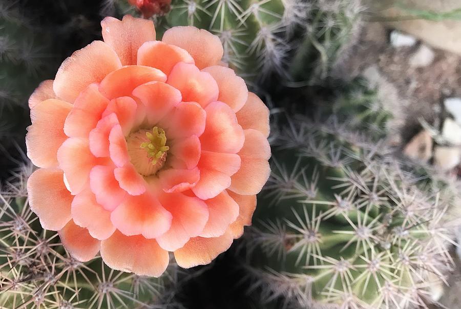 Spring Flower by Lynn Geoffroy Spring Flower by Lynn Geoffroy