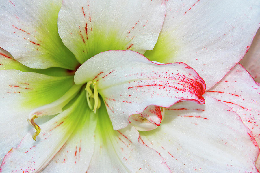 Spring Flower Macro Photograph by Bob Slitzan