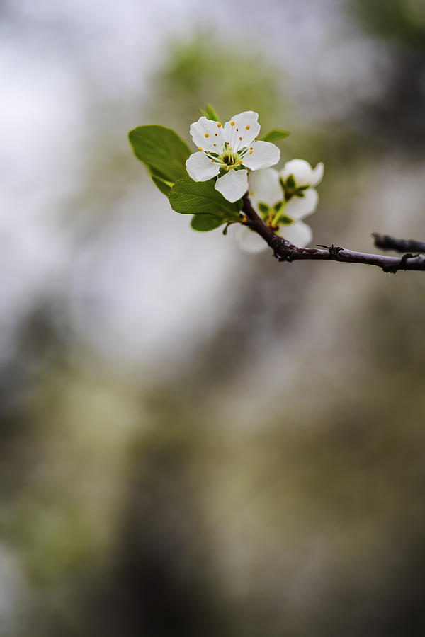 Spring flower minimalism Photograph by Vishwanath Bhat