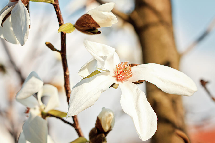 Magnolia Movie Photograph - Spring Flower - White Magnolia by Svetlana Yelkovan