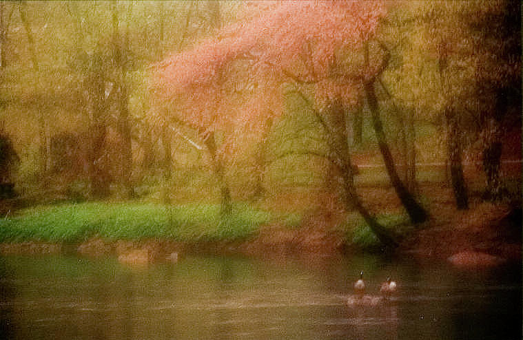 Spring Flowers and Ducks Photograph by Emery Graham