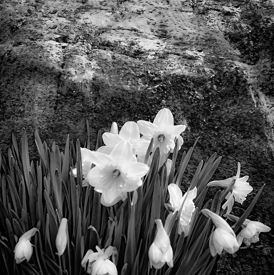 Spring Flowers and Lichen covered Boulder - b/w 1c Photograph by Greg Jackson