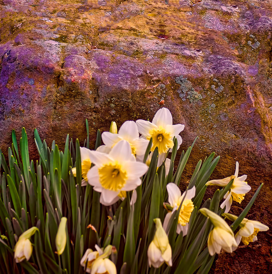 Spring Flowers and Lichen covered Boulder Photograph by Greg Jackson