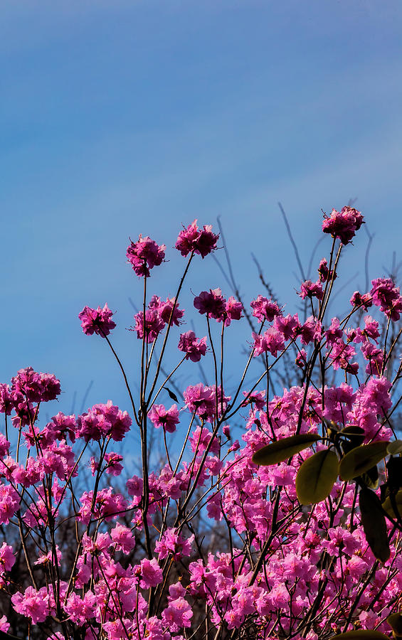 Spring Flowers and Sky Photograph by Robert Ullmann