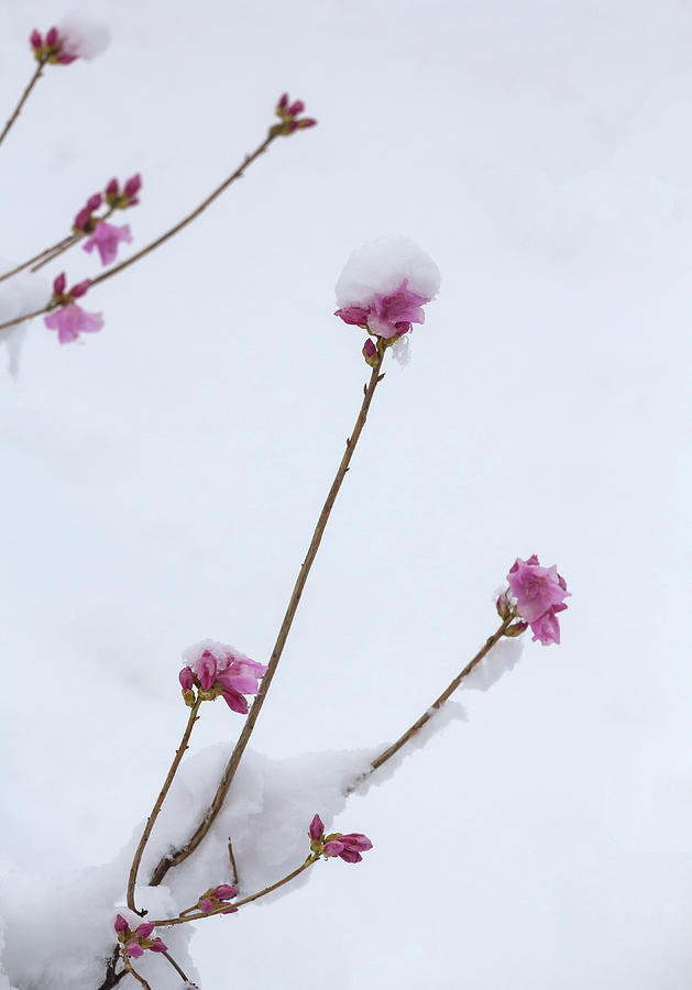 Spring Flowers and Snow Photograph by Robert Ullmann