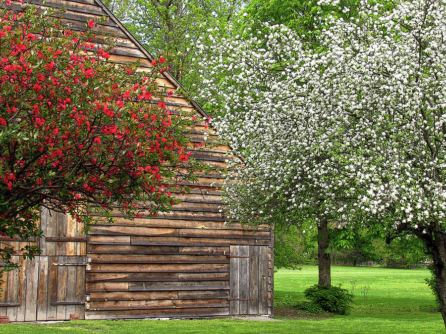 Flowers Photograph - Spring Flowers and the Barn by Nancy De Flon