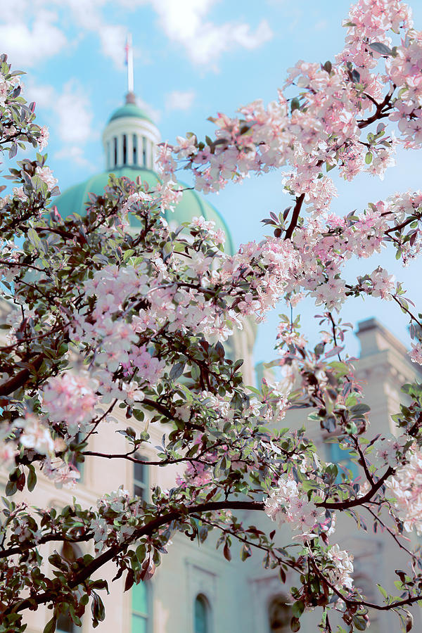 Spring Flowers at the Indiana State House in Indianapolis, India