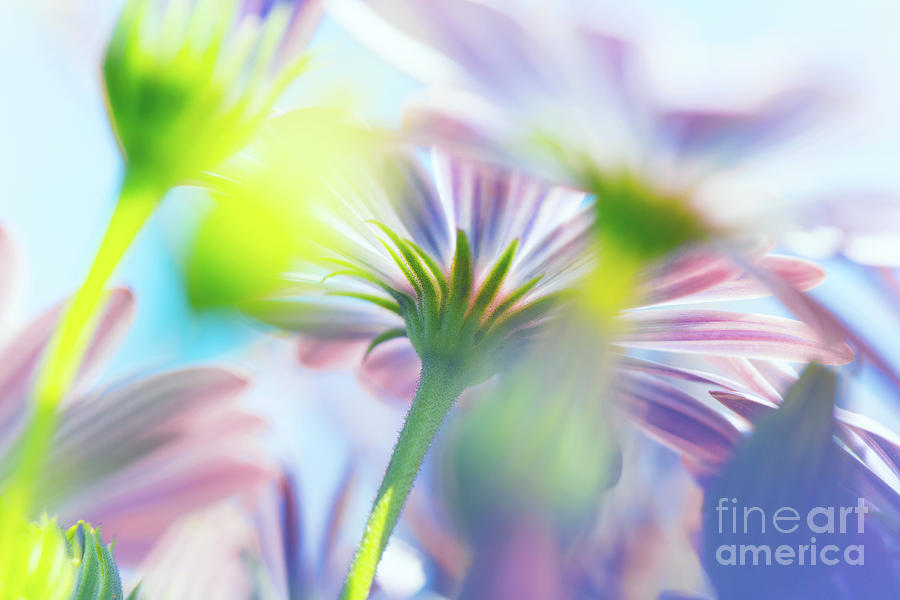 Spring flowers background Photograph by Anna Om