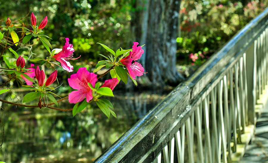 Spring Flowers Bloom at Magnolia Plantation - Charleston SC Photograph by Donnie Whitaker