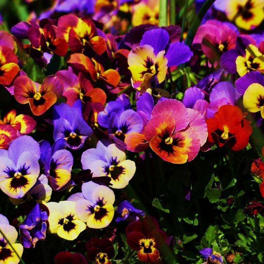 Nature Photograph - #spring #flowers #blooms #pansies by Ly Dickerson