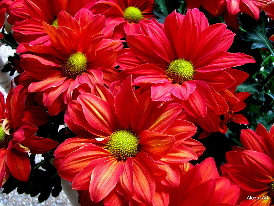 Spring Flowers Photograph by Brenda Alcorn - Fine Art America