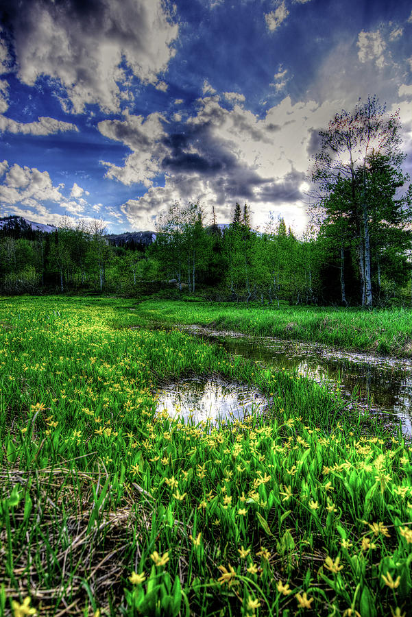 Spring flowers by Bryan Carter Spring flowers by Bryan Carter