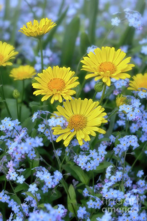 Spring Flowers Forget Me Nots and Leopards Bane Photograph by Henry Kowalski