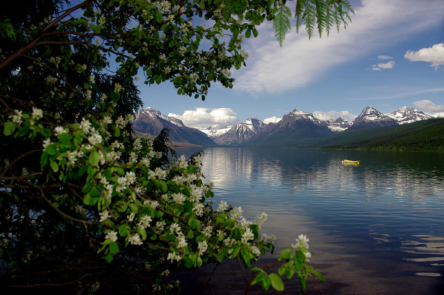 Glacier National Park Photograph - Spring Flowers Frame Lake McDonald in Glacier National Park by Larry Kjorvestad