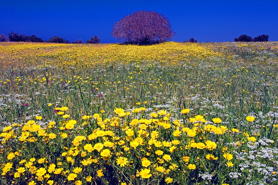 Spring Flowers in Cyprus Photograph by John McKinlay