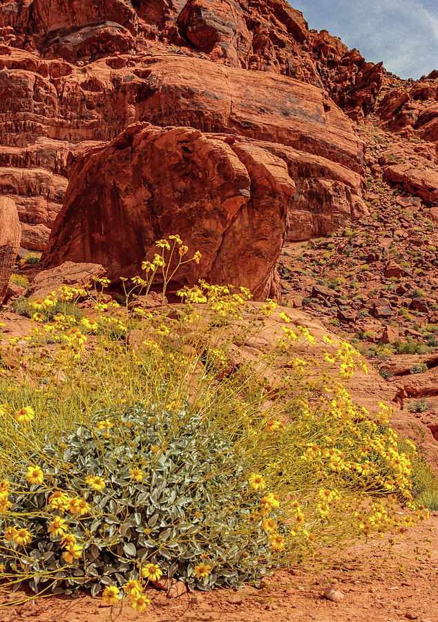 Spring Flowers in the Desert Photograph by Deidre Elzer-Lento